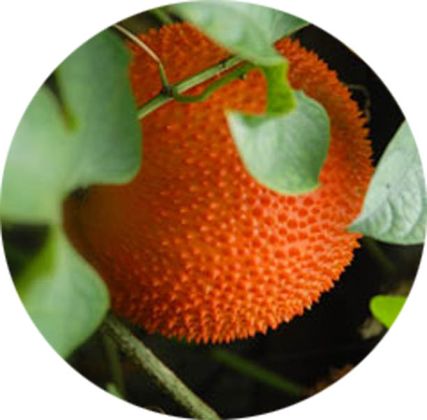 Gac Fruit